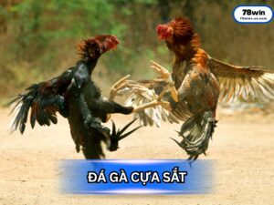 Đá Gà Cựa Sắt - Đỉnh Cao Của Tốc Độ và Sức Sát Thương